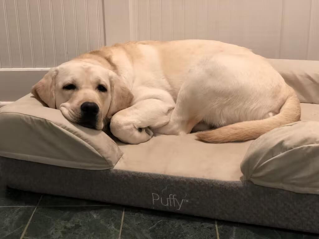 Best Puffy Dog Bed