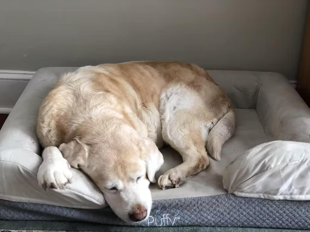 Best Puffy Dog Bed
